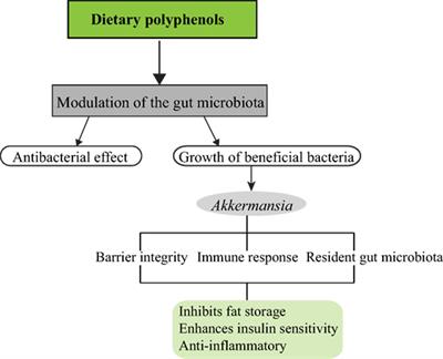 Commentary: Dietary Polyphenols Promote Growth of the Gut Bacterium Akkermansia muciniphila and Attenuate High-Fat Diet-Induced Metabolic Syndrome